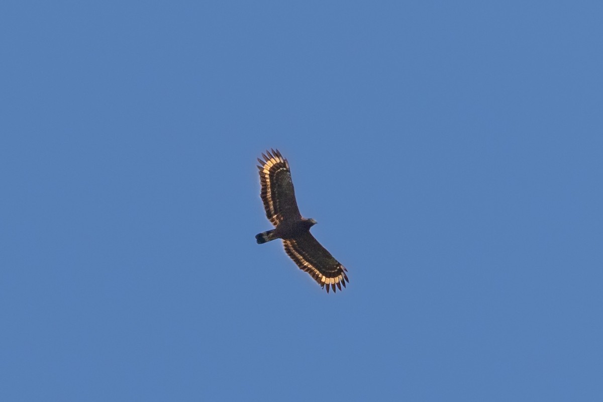 Philippine Serpent-Eagle - Merlijn van Weerd