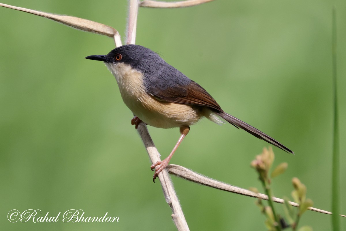 Ashy Prinia - ML620674654