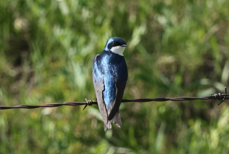 Tree Swallow - ML620674657