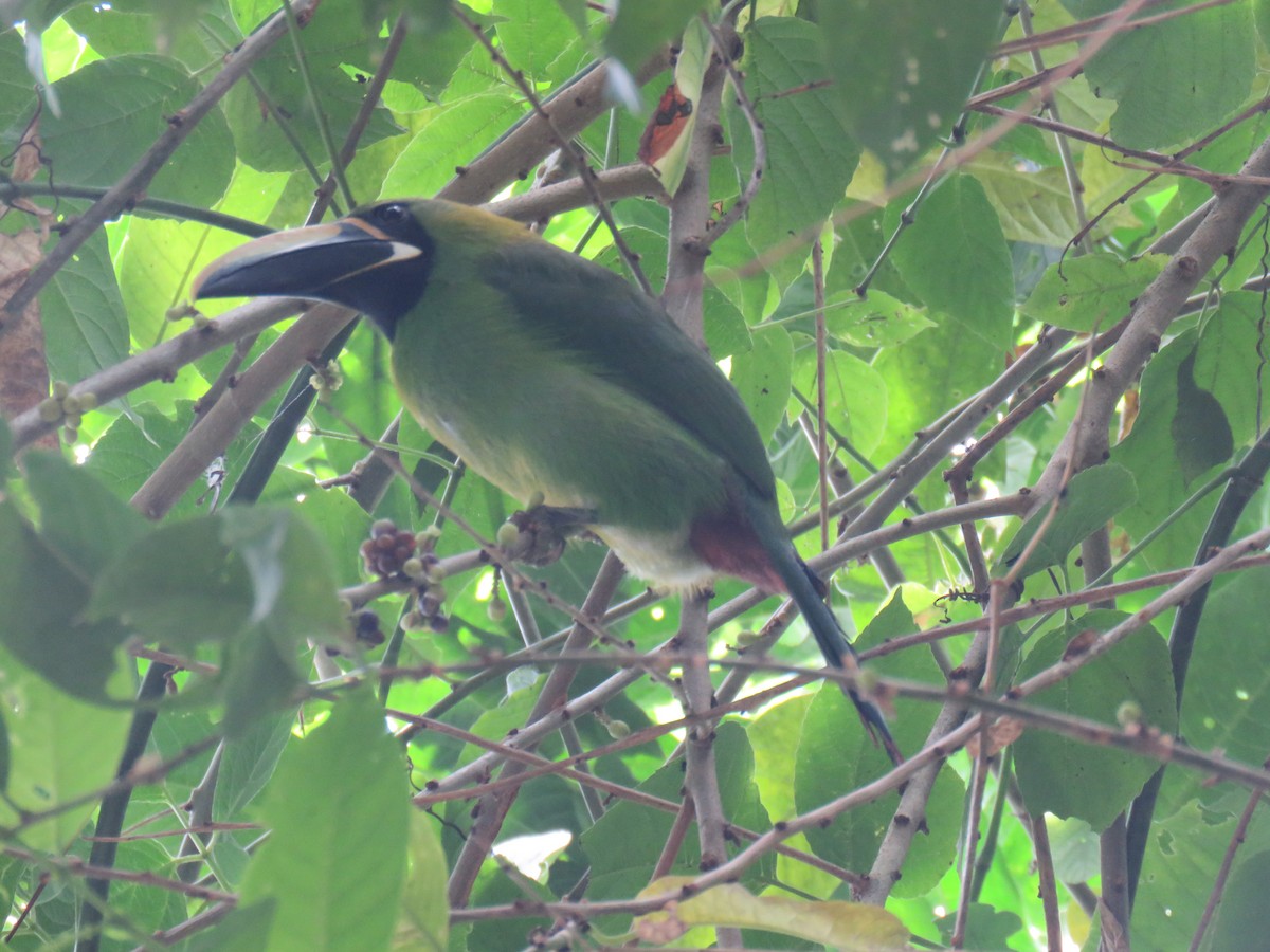 ミナミキバシミドリチュウハシ（atrogularis／dimidiatus） - ML620674664