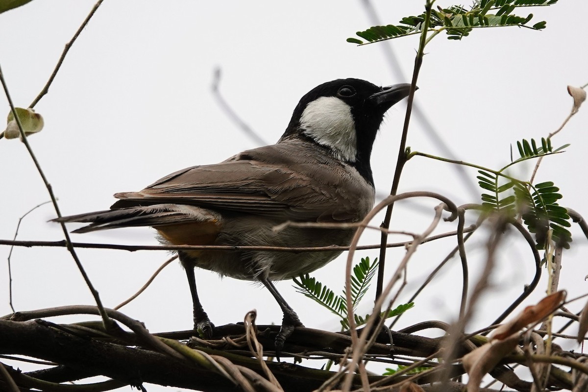 Bulbul à oreillons blancs - ML620674666