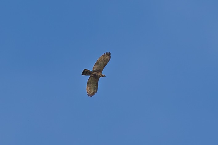 Philippine Honey-buzzard - Merlijn van Weerd