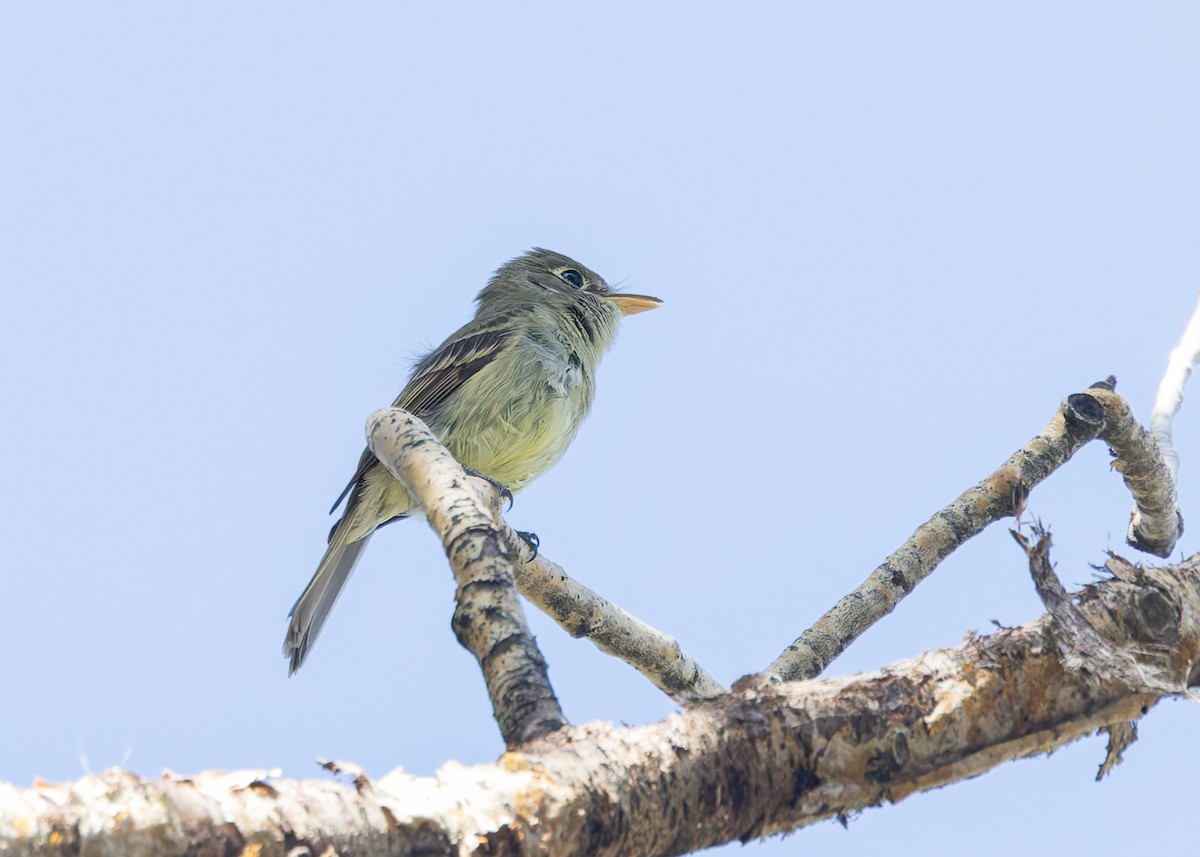 Western Flycatcher (Cordilleran) - ML620674671