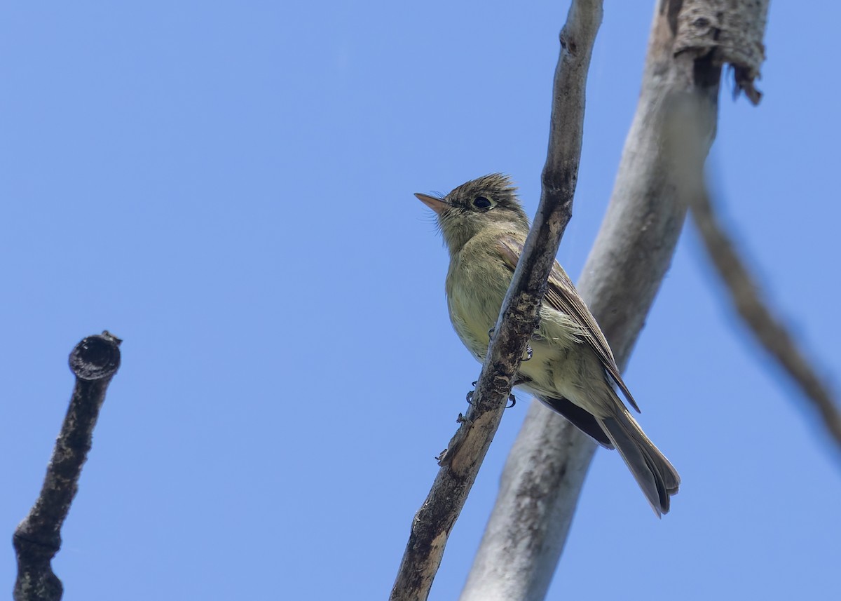 Western Flycatcher (Cordilleran) - ML620674672