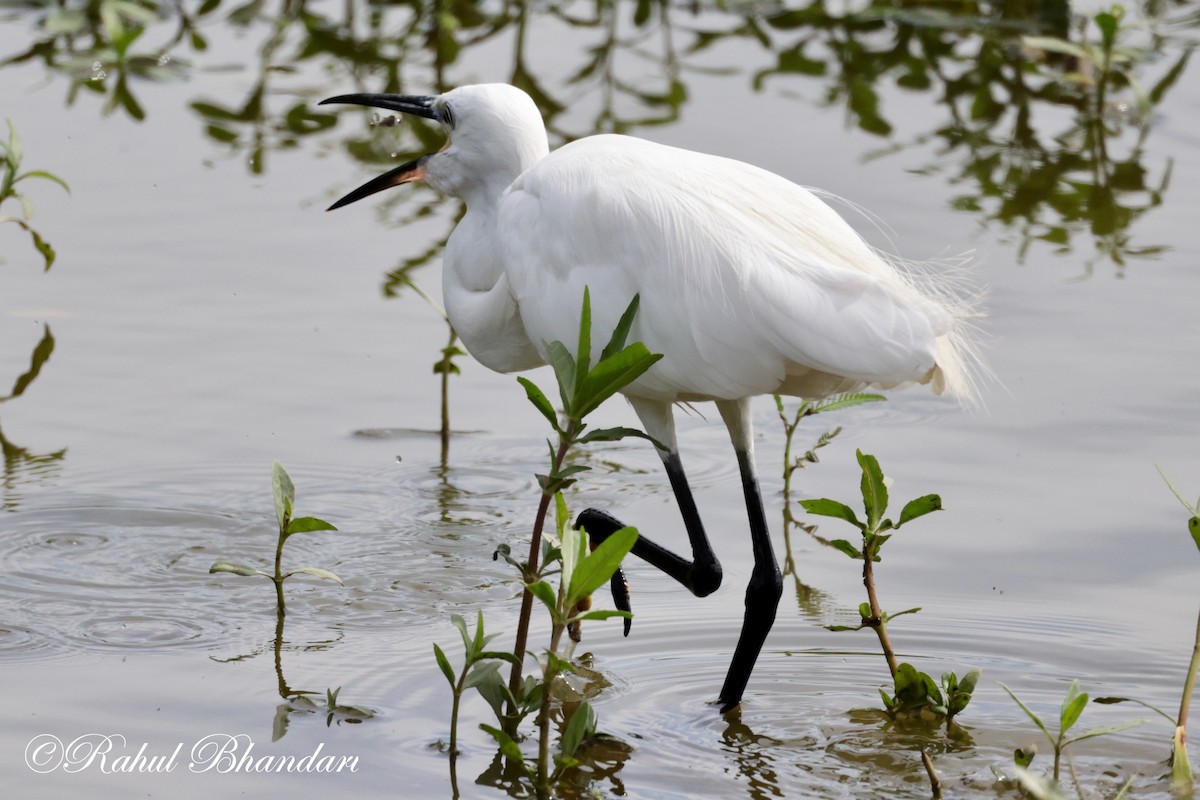 Aigrette garzette - ML620674674