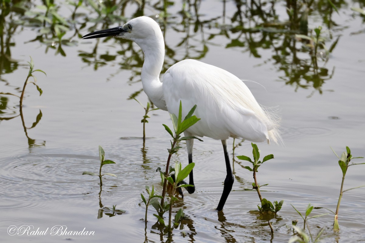 Aigrette garzette - ML620674676