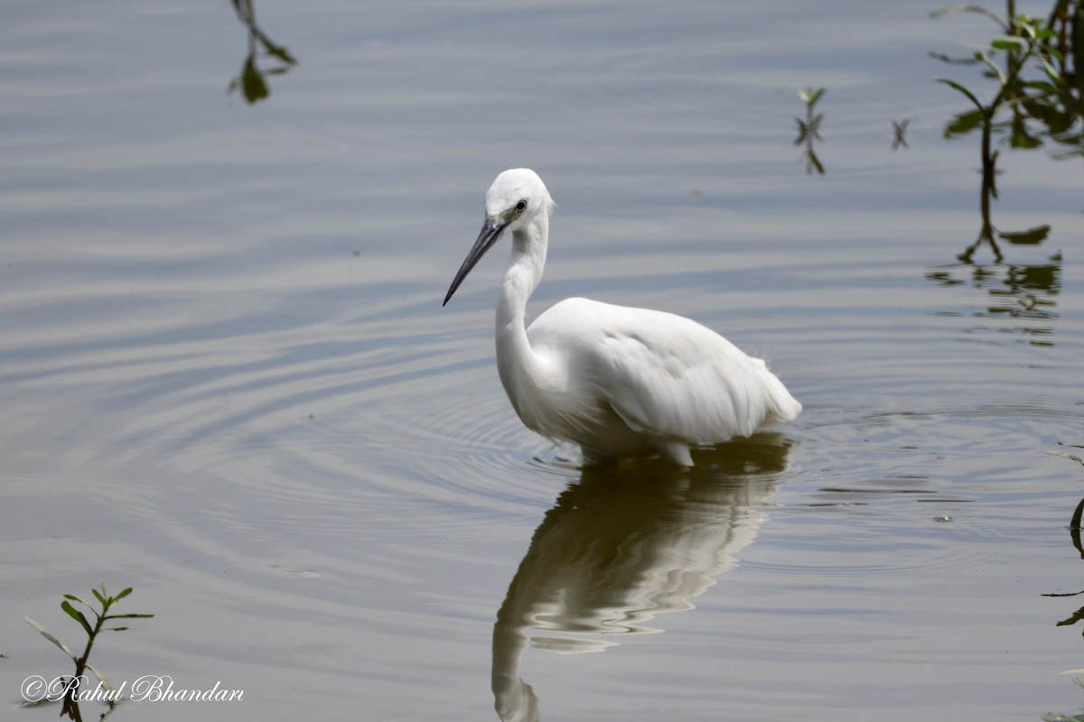 Little Egret - ML620674678