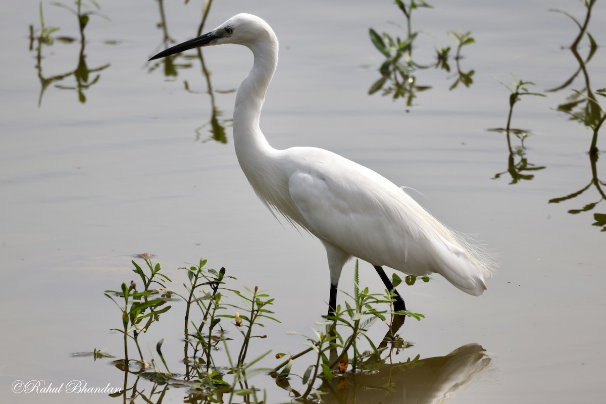 Aigrette garzette - ML620674679