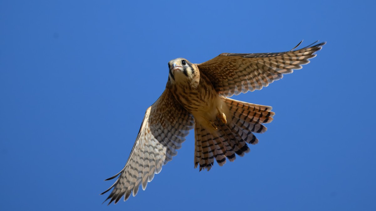 American Kestrel - ML620674681