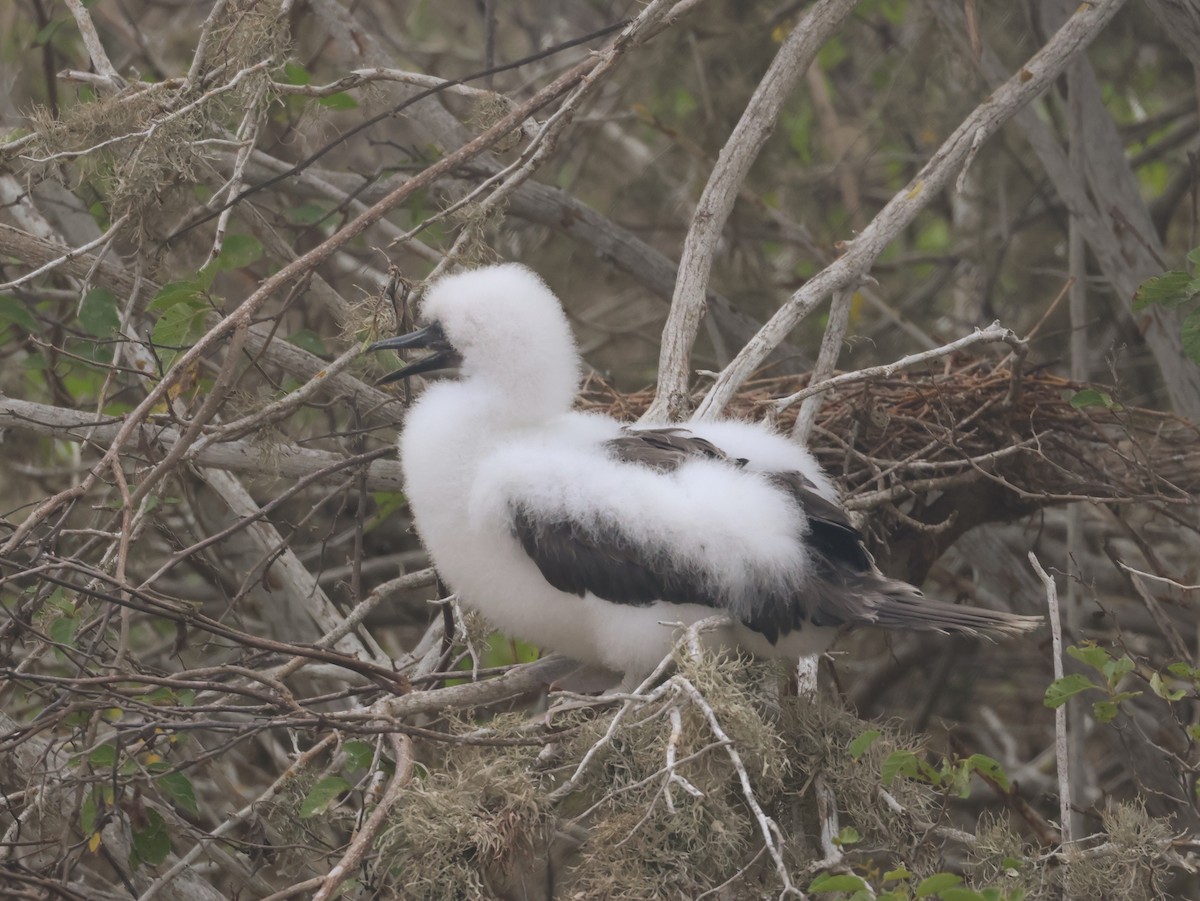 Red-footed Booby - ML620674694