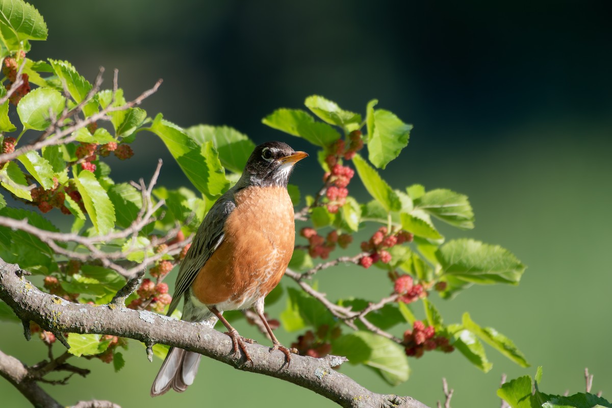 American Robin - ML620674695