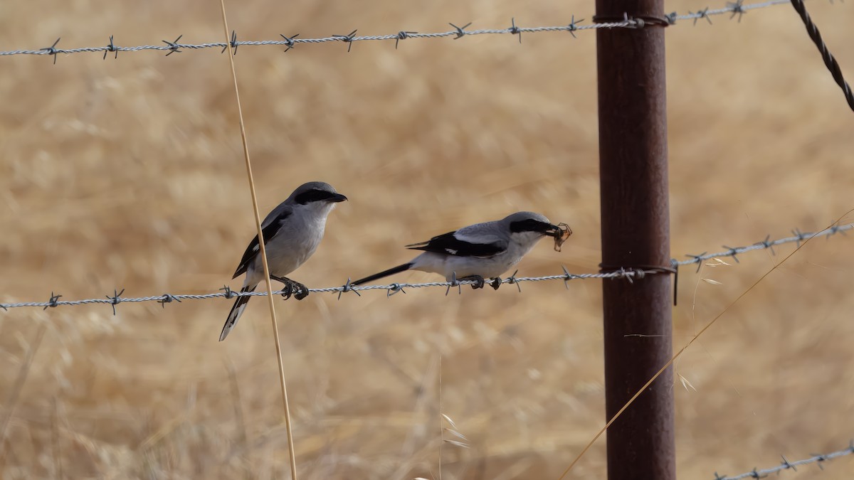 Loggerhead Shrike - ML620674696