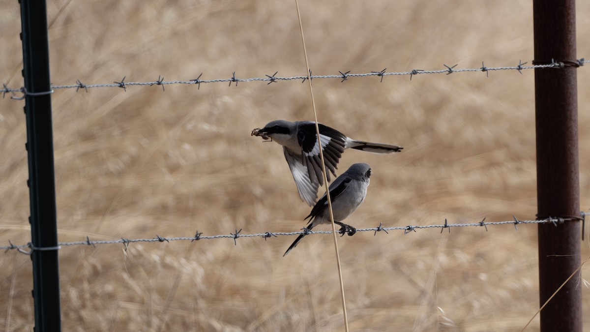 Pie-grièche migratrice - ML620674697