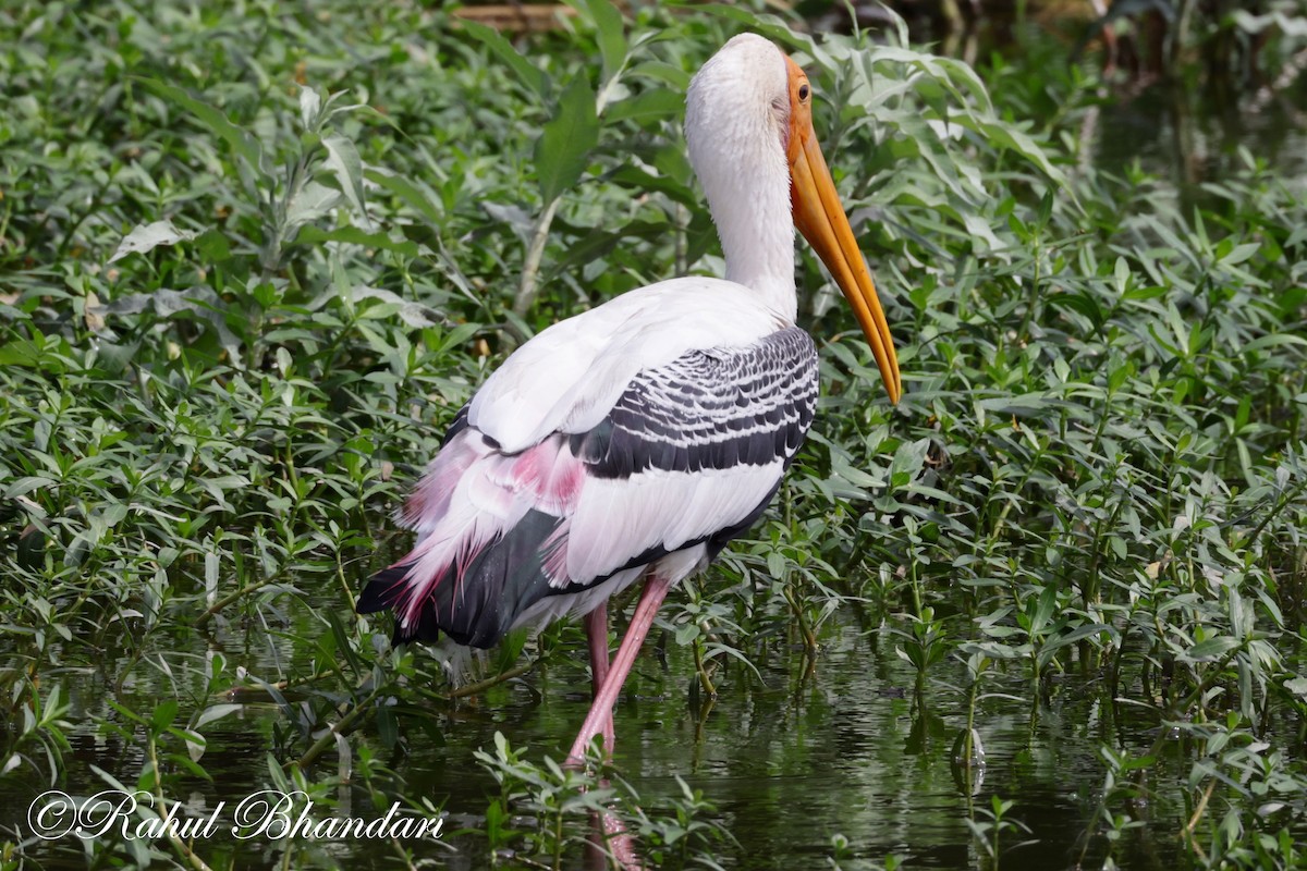 Painted Stork - ML620674704