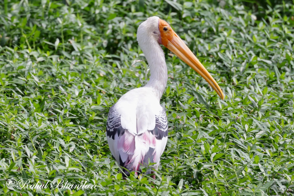 Painted Stork - ML620674709