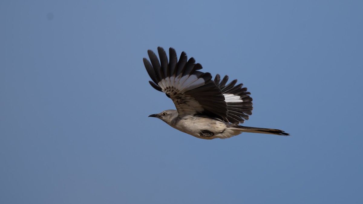 Northern Mockingbird - ML620674716