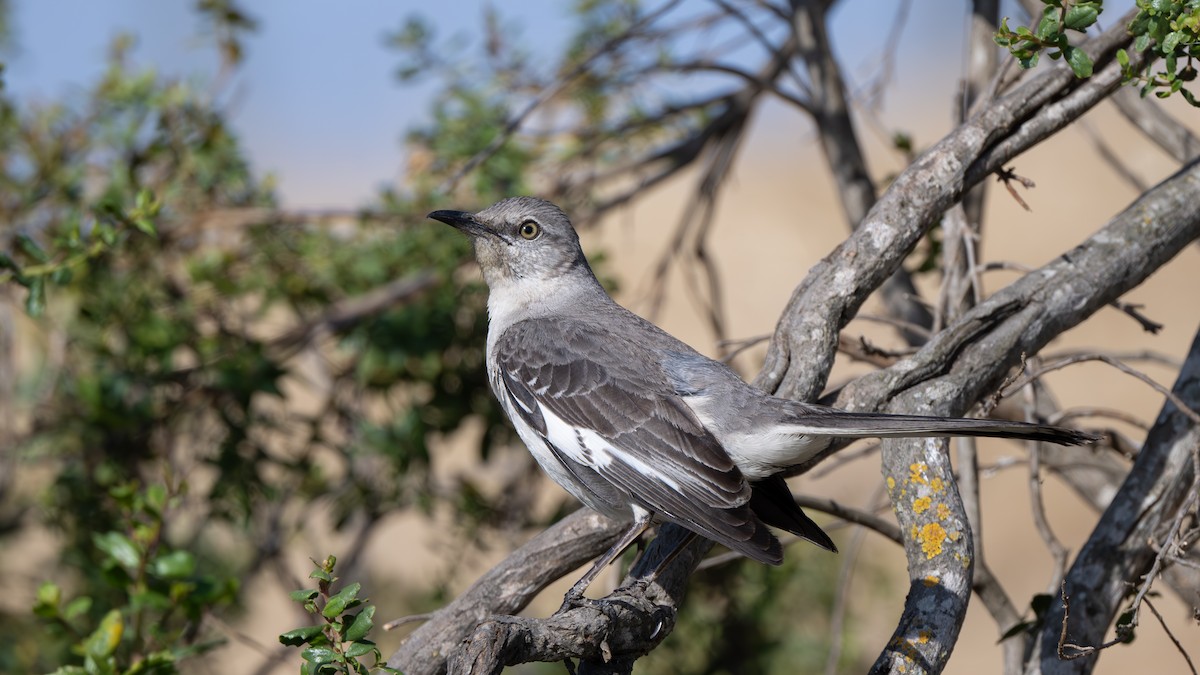 Northern Mockingbird - ML620674718