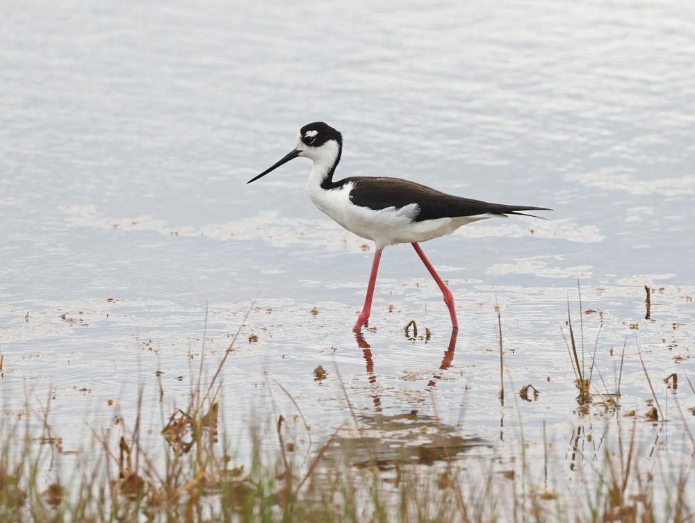 Black-necked Stilt - ML620674722