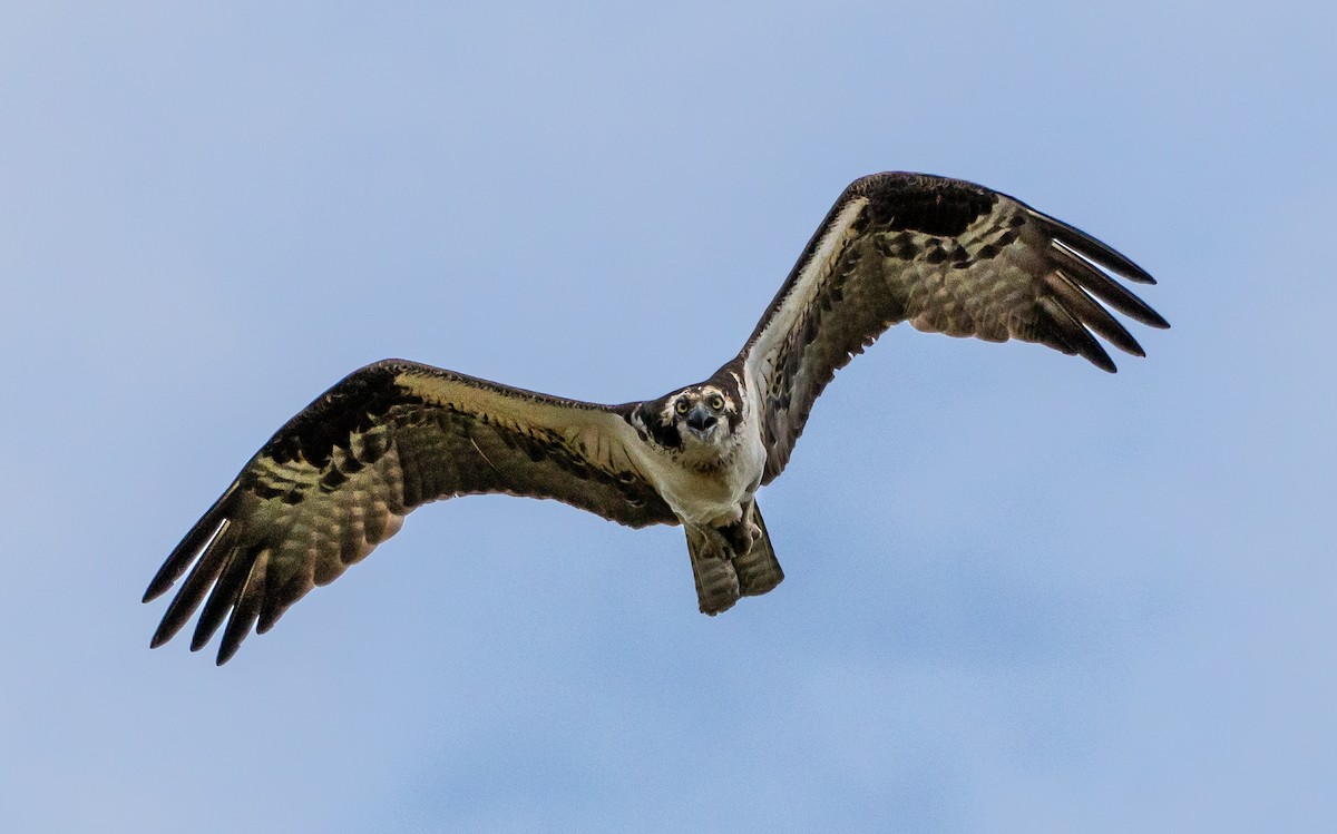 Águila Pescadora - ML620674724