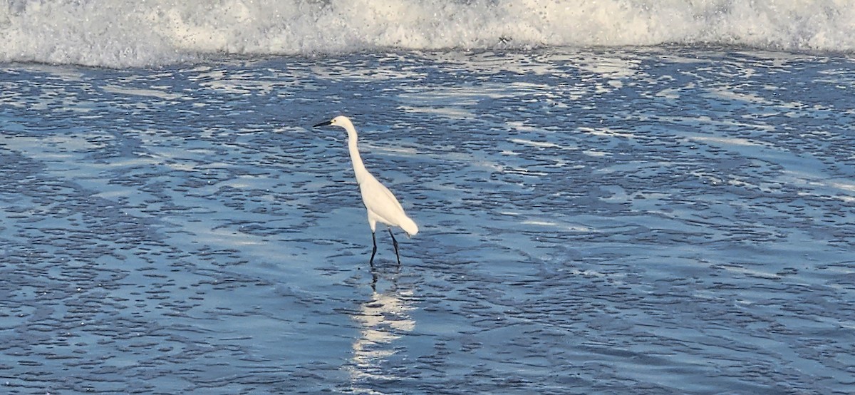 Snowy Egret - ML620674727