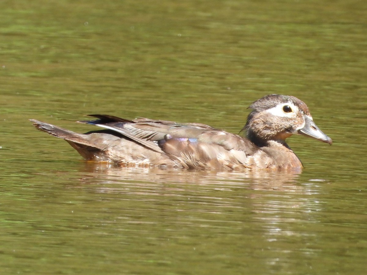 Wood Duck - ML620674731