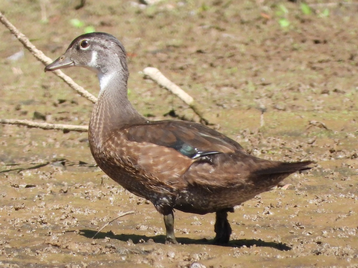 美洲鴛鴦 - ML620674732