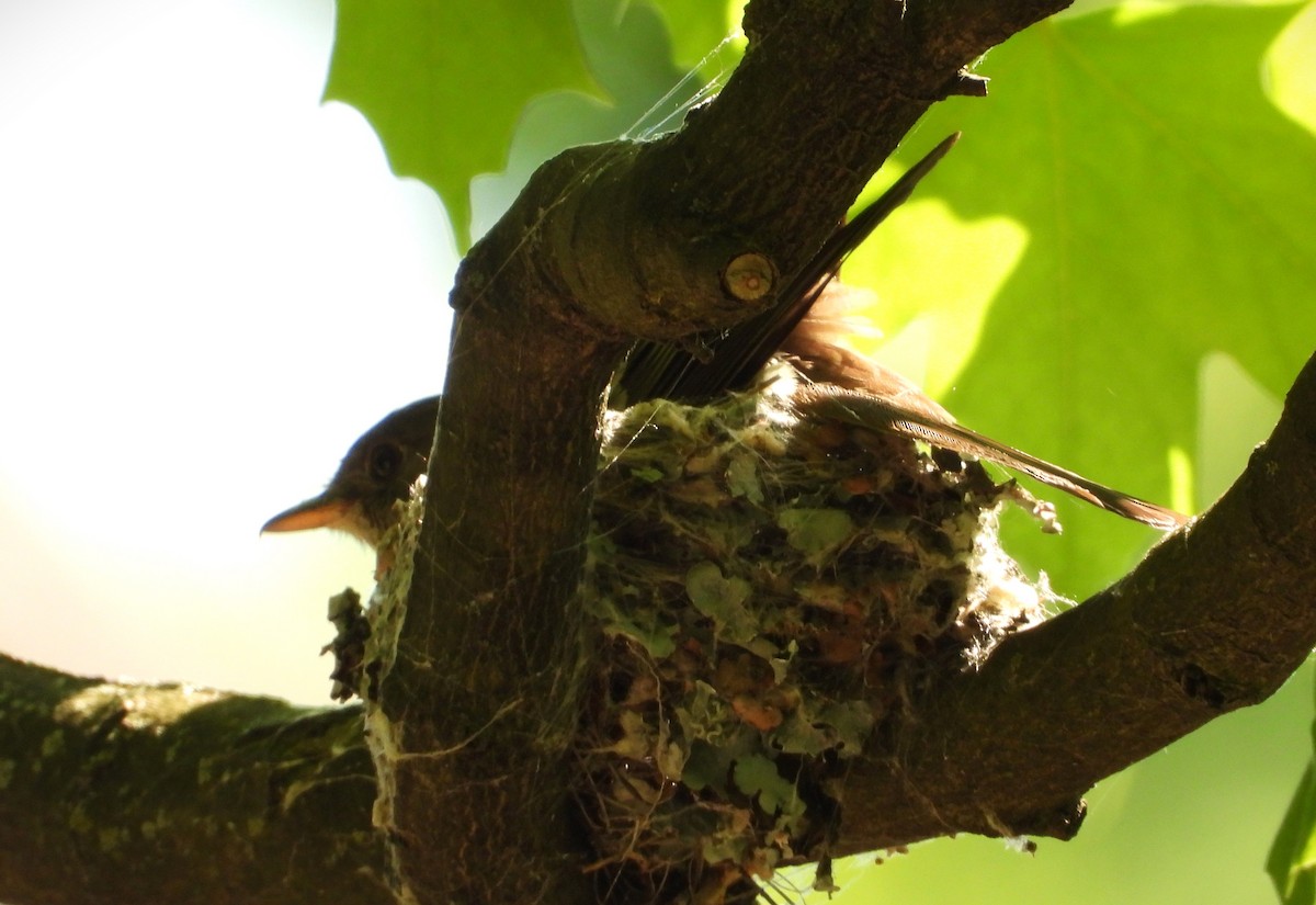 Eastern Wood-Pewee - ML620674735