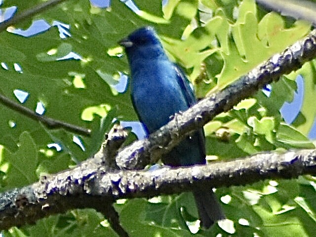 Indigo Bunting - ML620674737