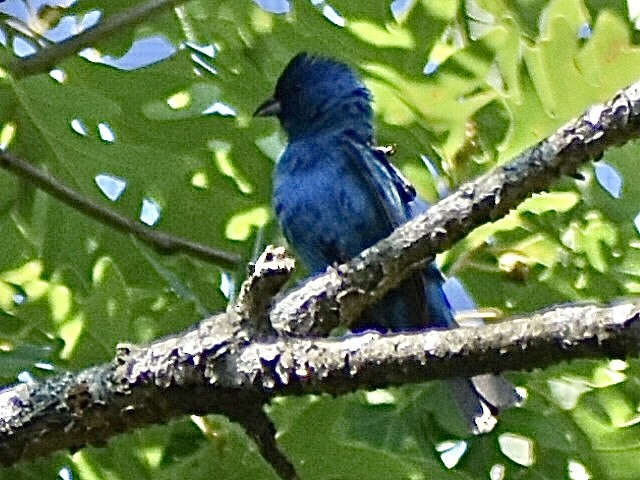 Indigo Bunting - ML620674739