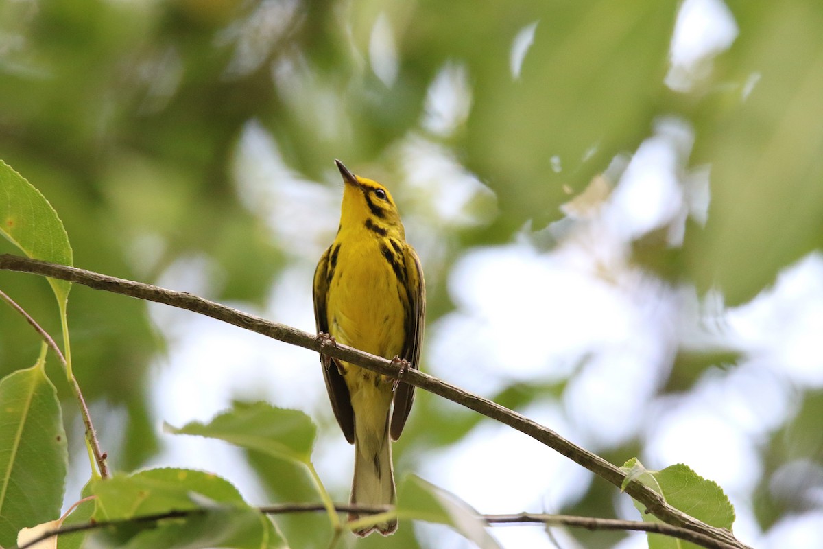 Prairie Warbler - ML620674746