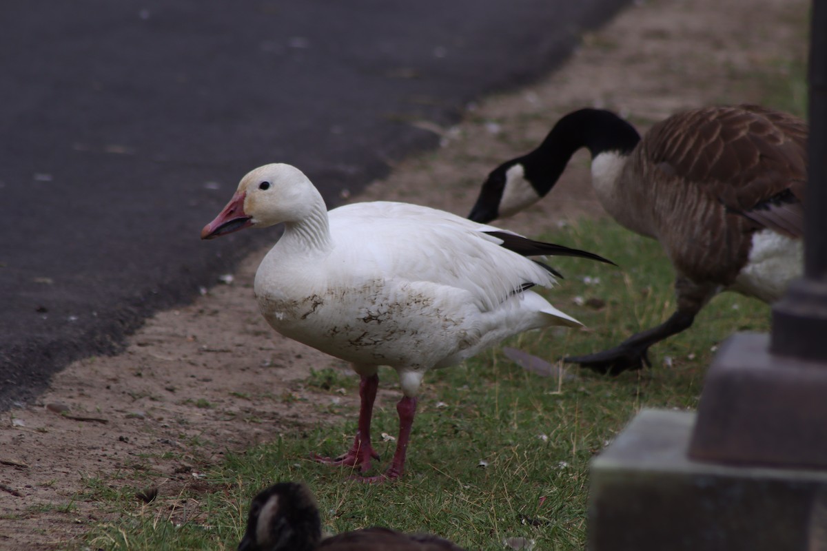 Snow Goose - ML620674748