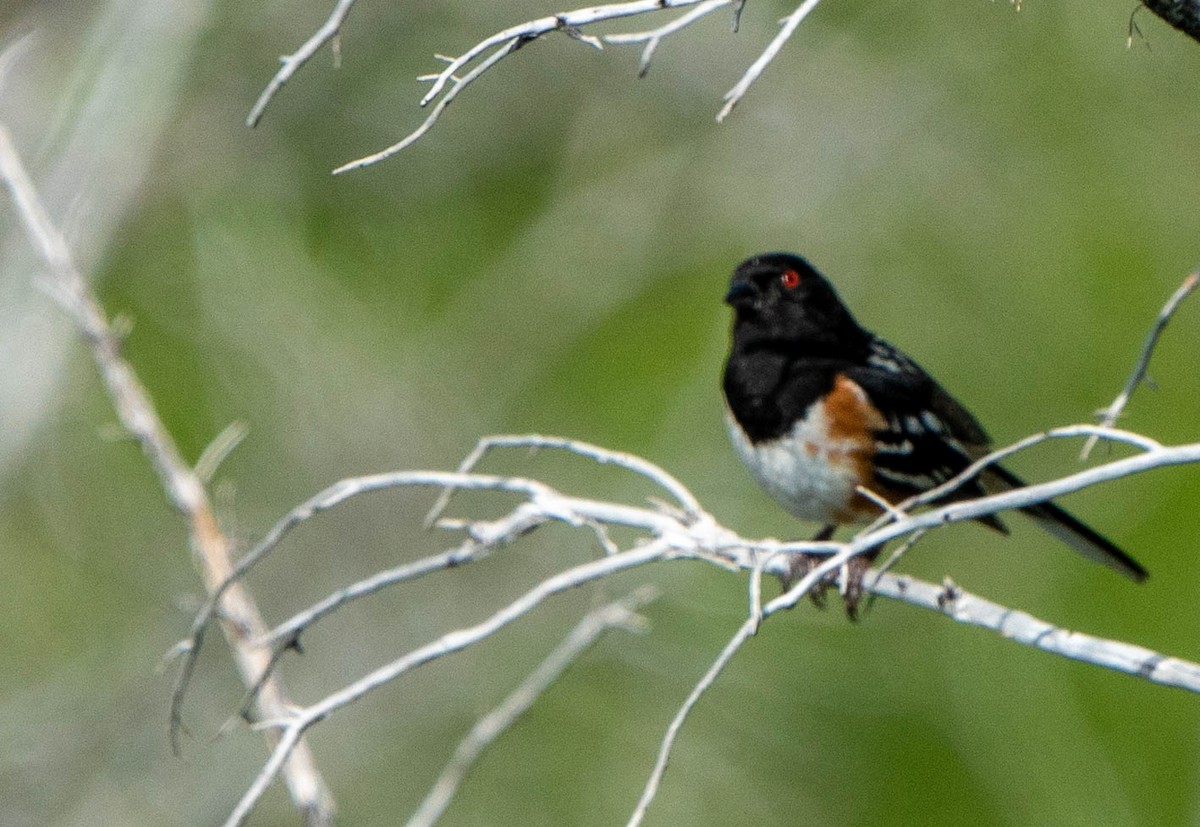 Spotted Towhee - ML620674752