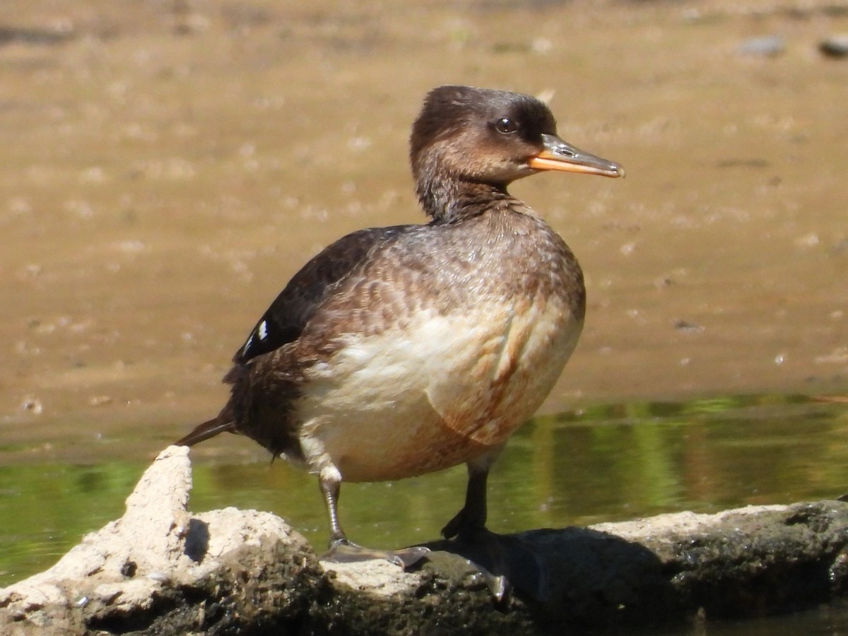 Hooded Merganser - ML620674753