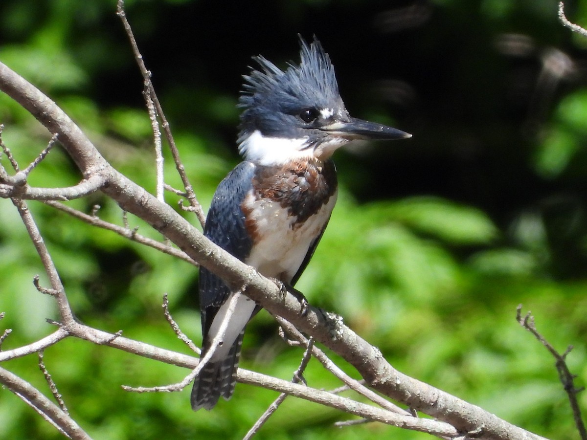 Belted Kingfisher - ML620674759