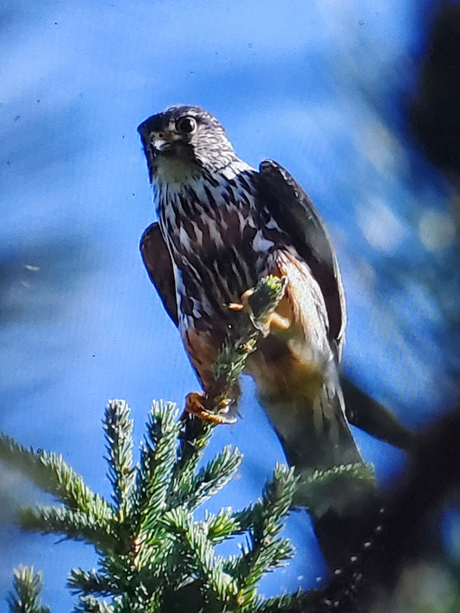 Merlin - Marcia Suchy