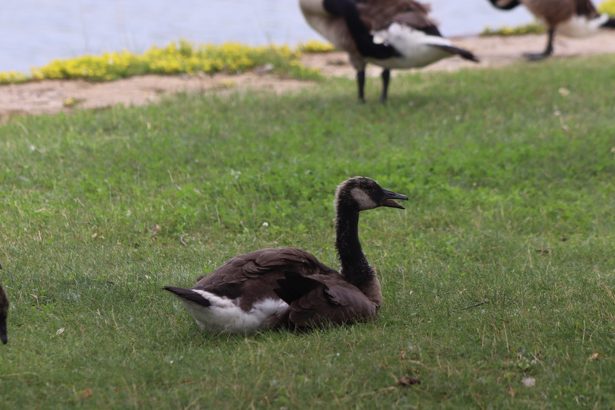 Canada Goose - ML620674769