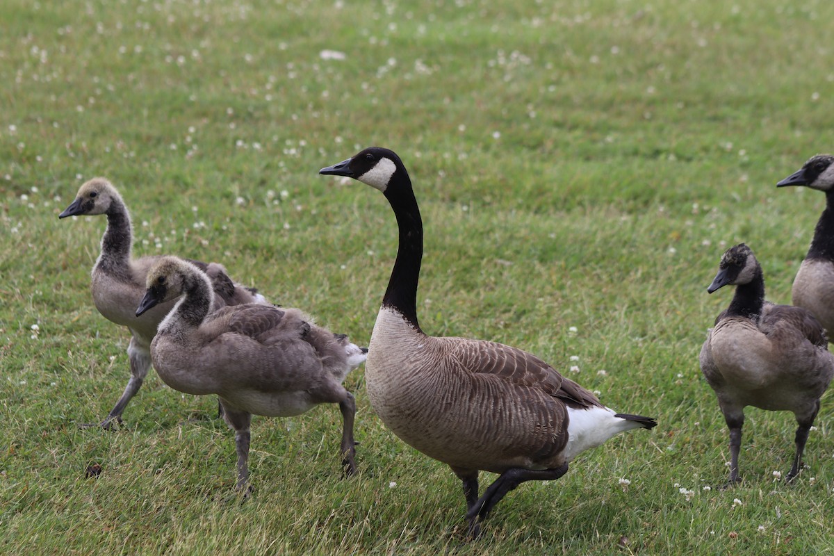 Canada Goose - ML620674771