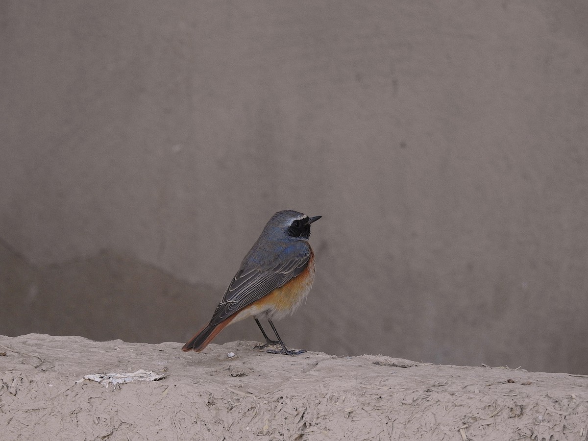 Common Redstart - ML620674774