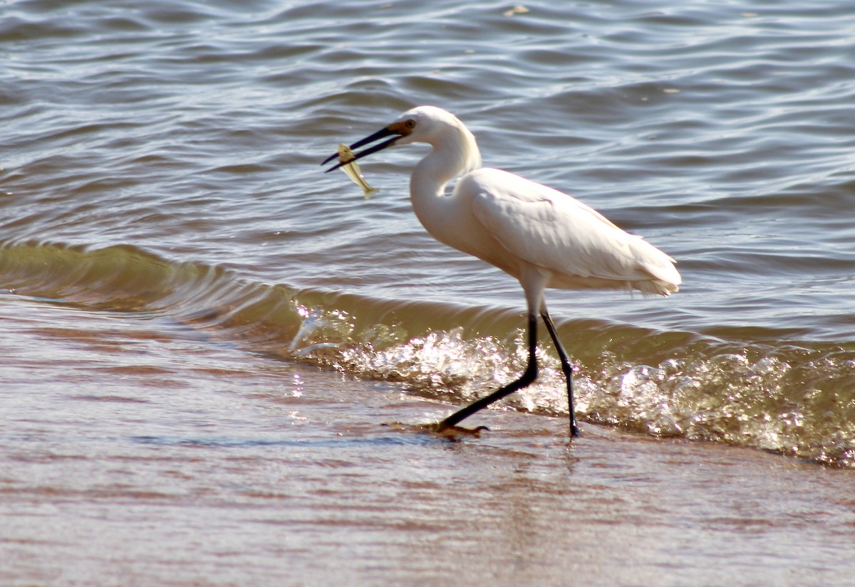 Snowy Egret - ML620674776