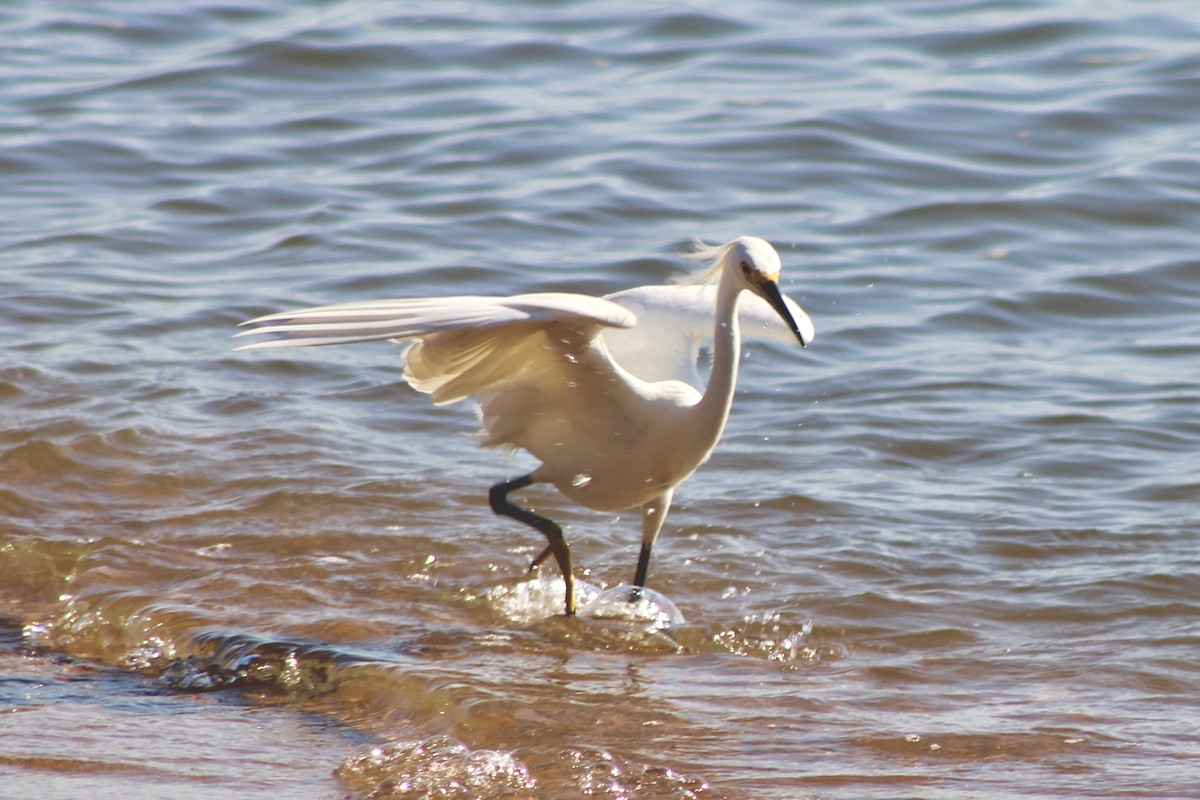 Snowy Egret - ML620674777