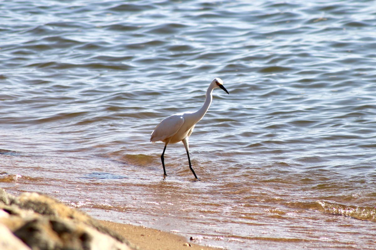 Snowy Egret - ML620674779