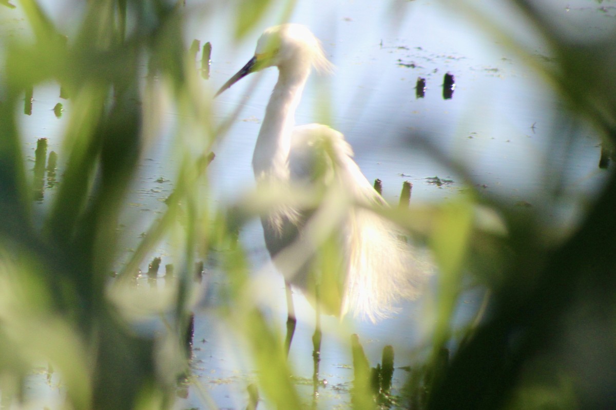 Snowy Egret - ML620674780