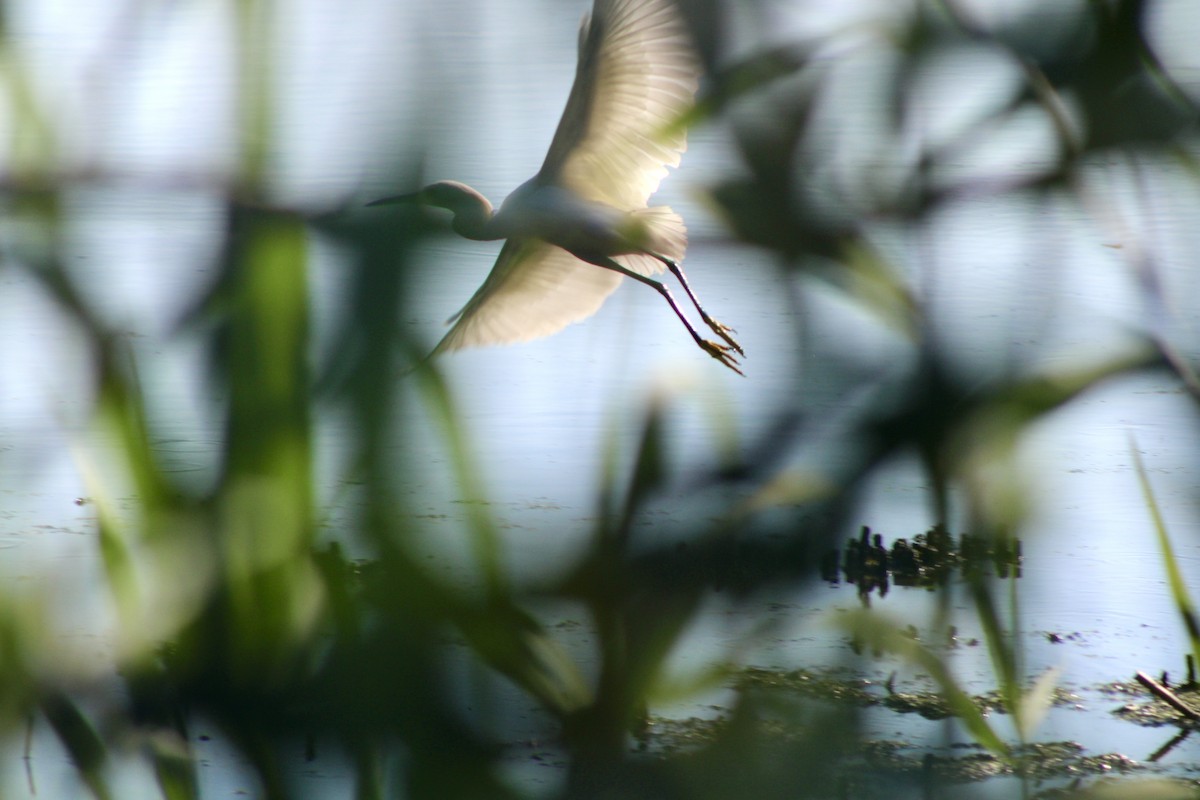 Snowy Egret - ML620674782