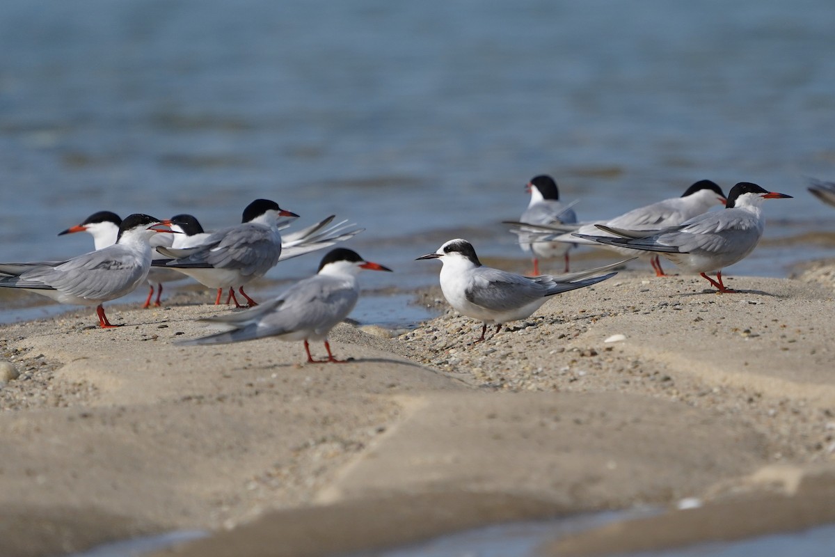 Arctic Tern - ML620674783