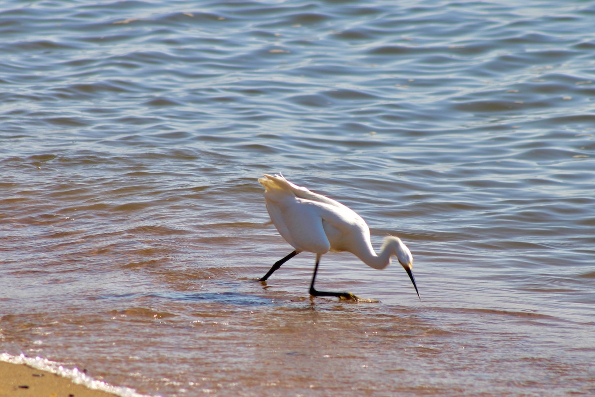 Snowy Egret - ML620674784