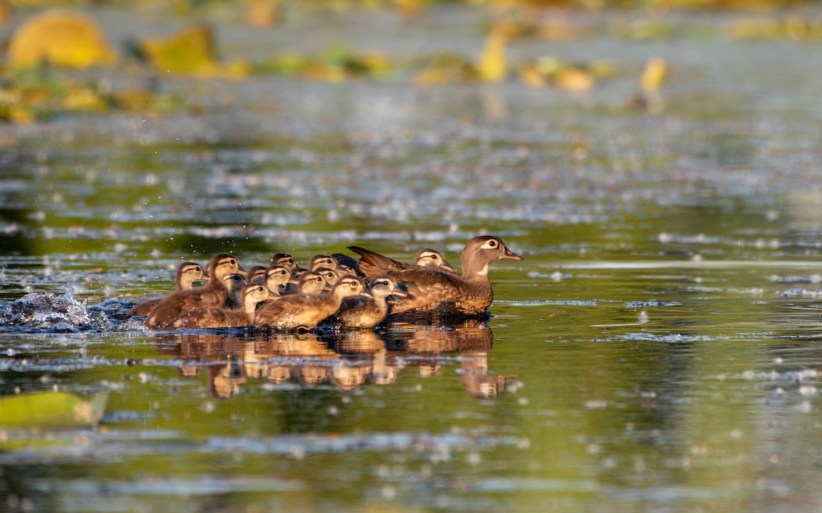 Wood Duck - ML620674785