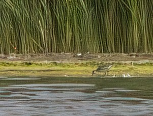 Wilson's Phalarope - ML620674789