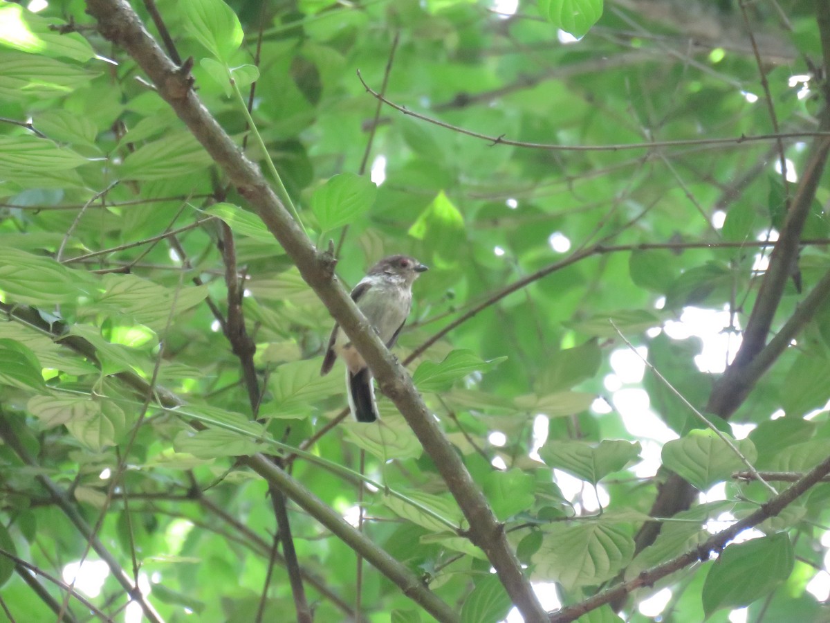 Long-tailed Tit - ML620674791