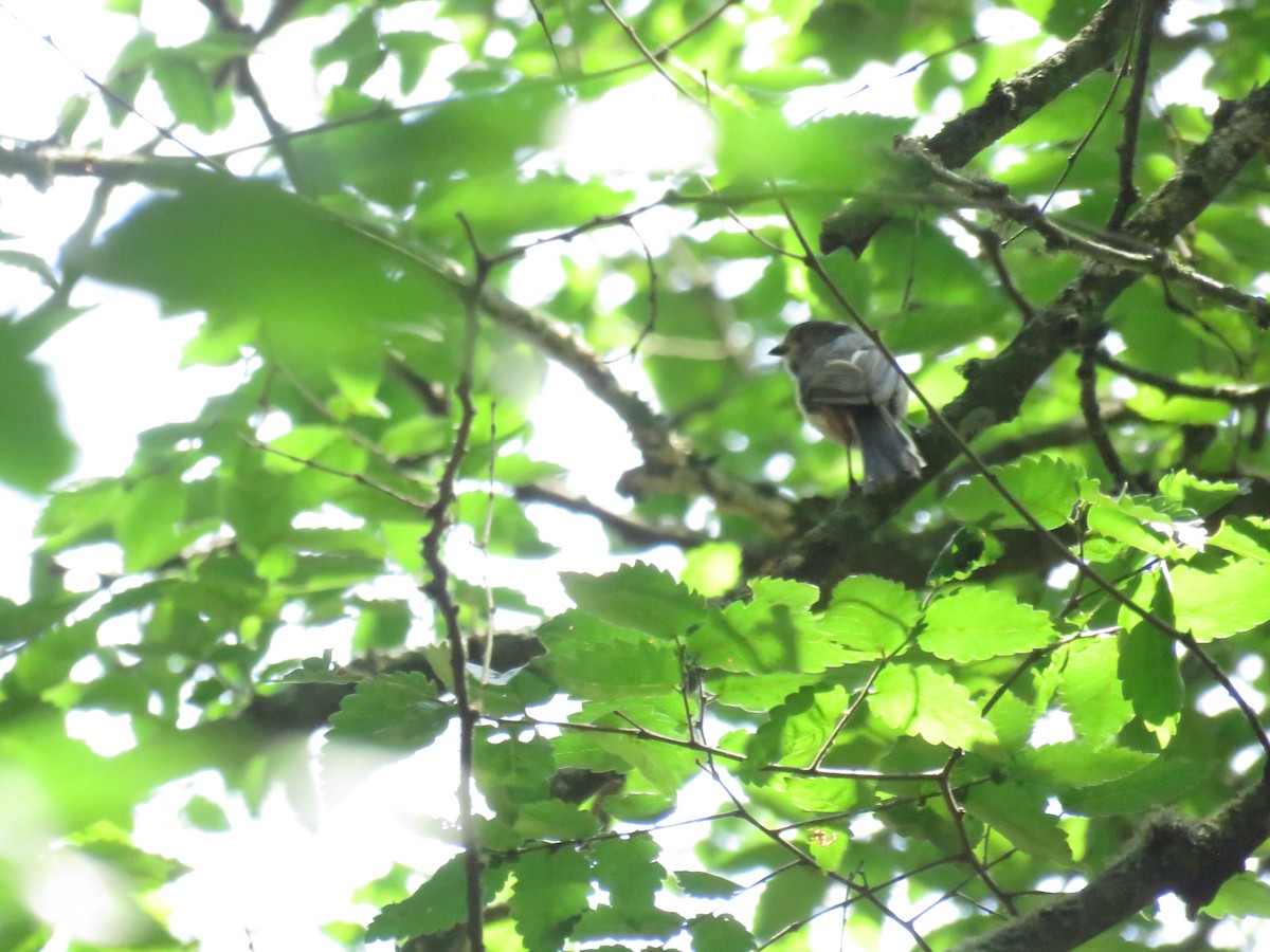 Long-tailed Tit - ML620674792