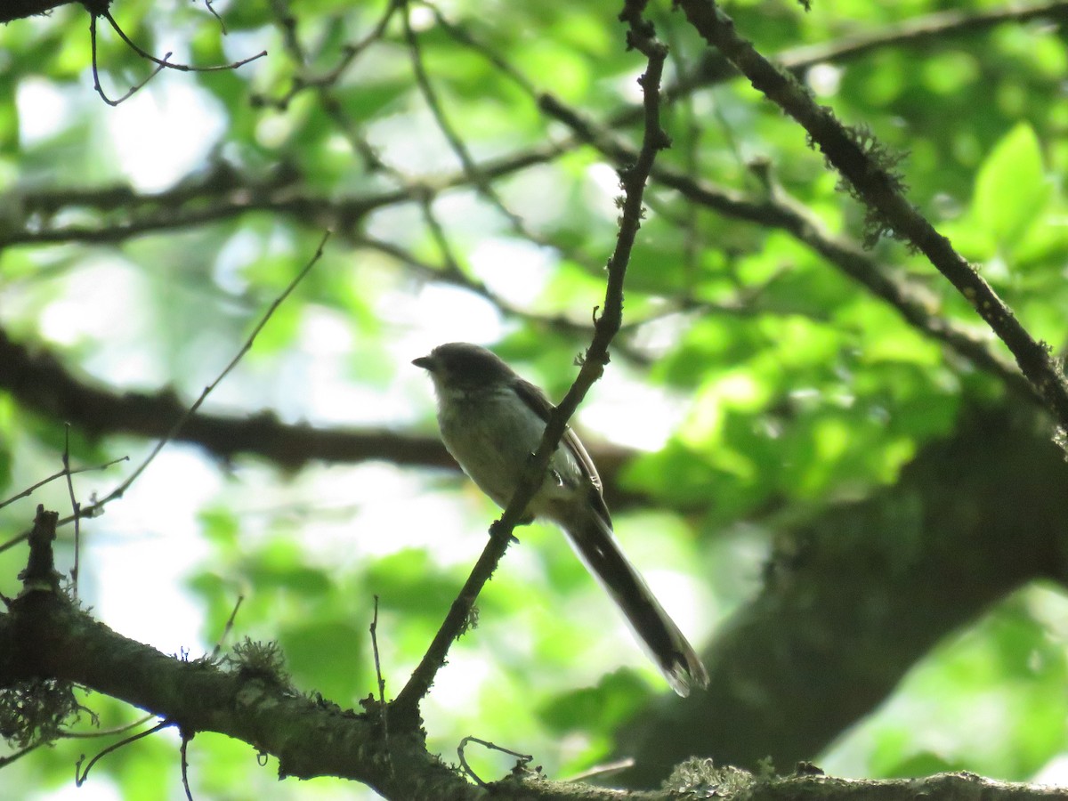 Long-tailed Tit - ML620674793